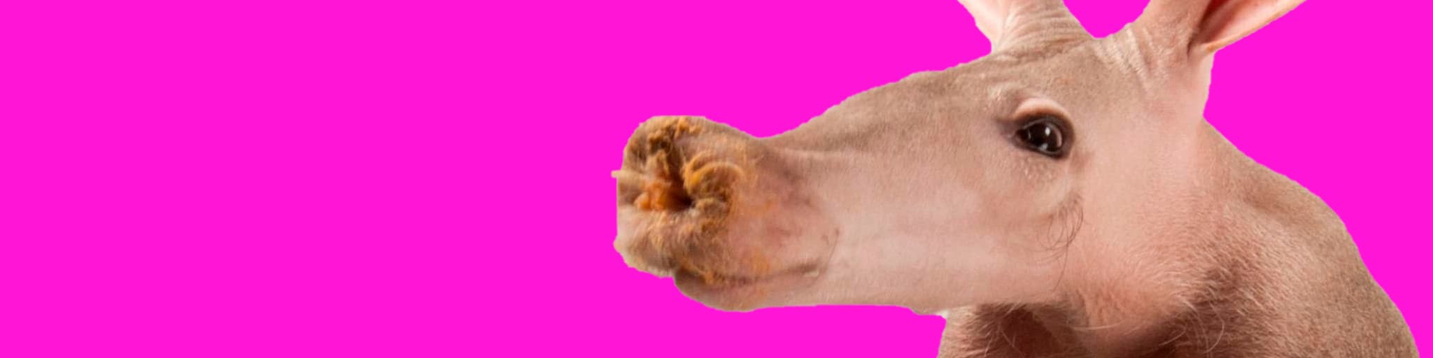 Aardvarks - Non Fungible Aardvarks banner