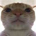 KITTEN