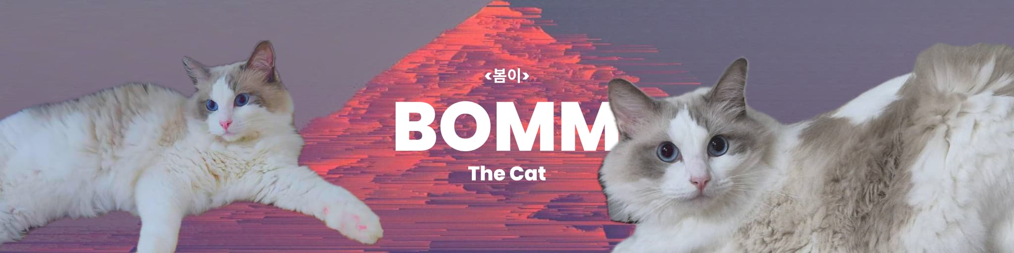 BOMM, THE CAT banner