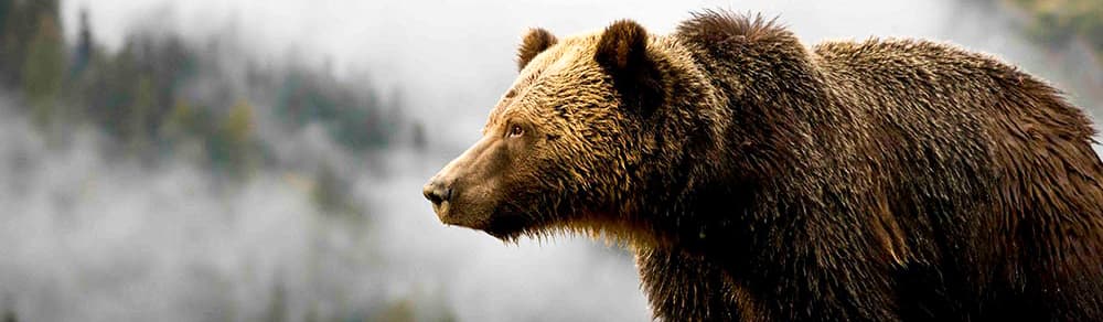 Berachain Is Live! banner