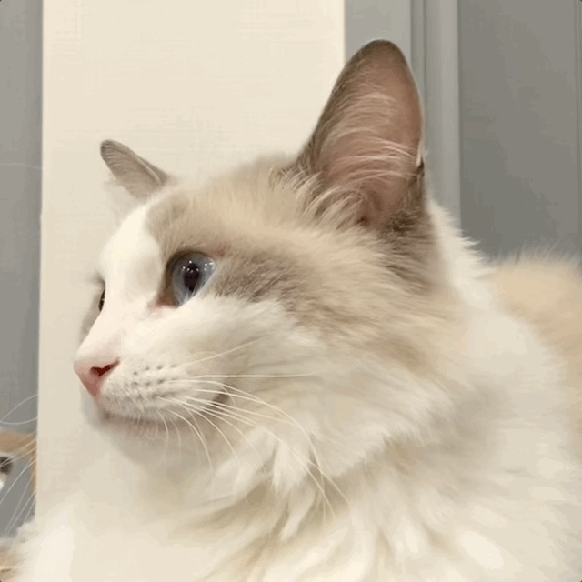BOMM, THE CAT collection avatar