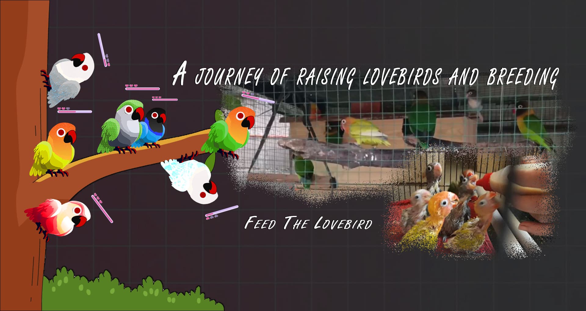LoveBirds Farm Journey banner