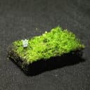 MossNet