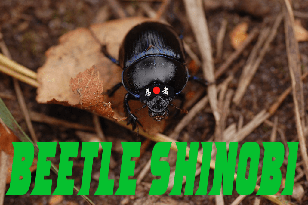 Beetle Shinobi banner