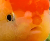 VaultDeployedTest banner