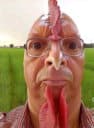 chicken