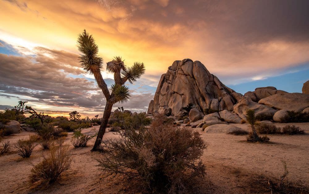 Desert banner