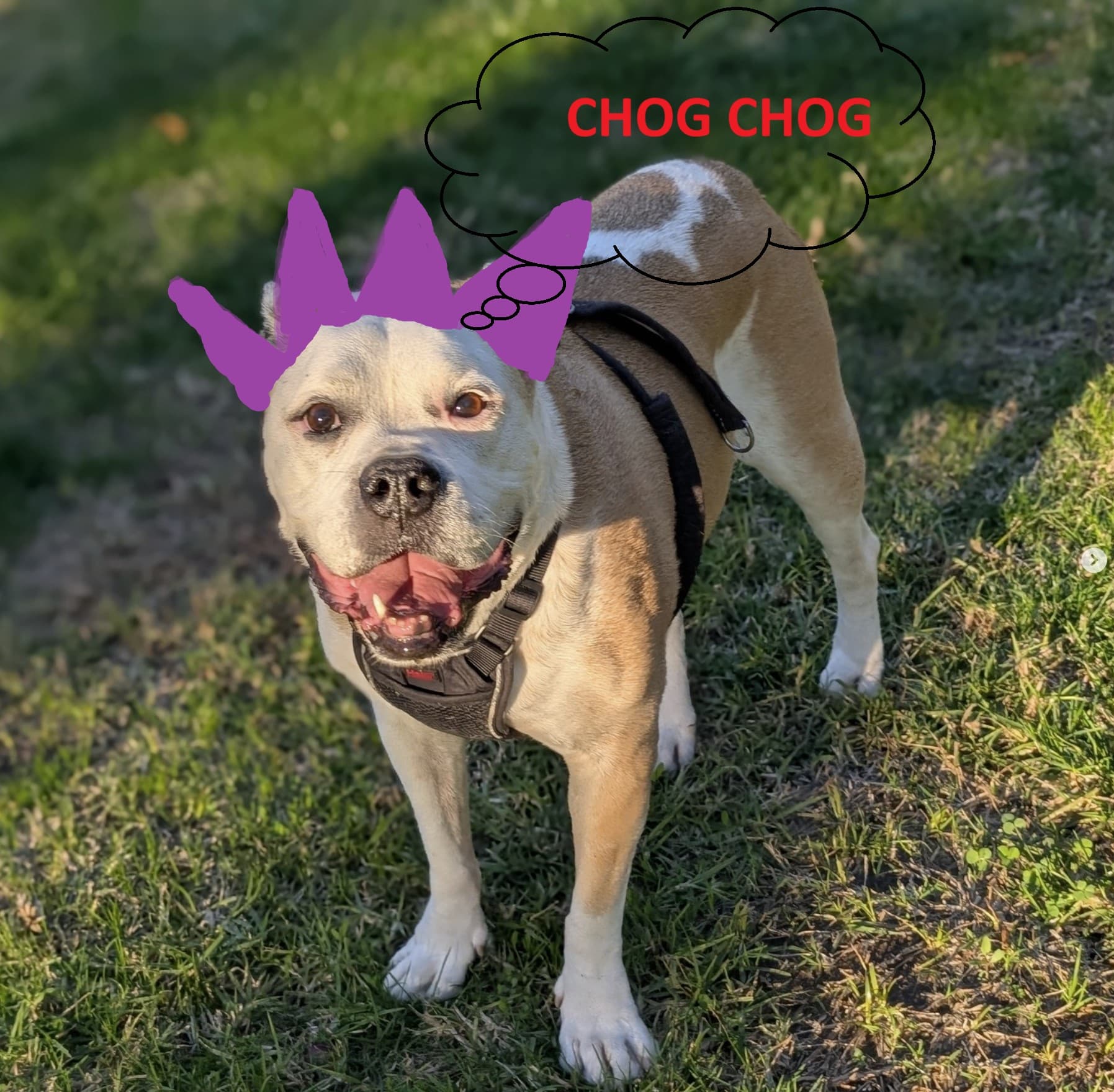 CHOG banner